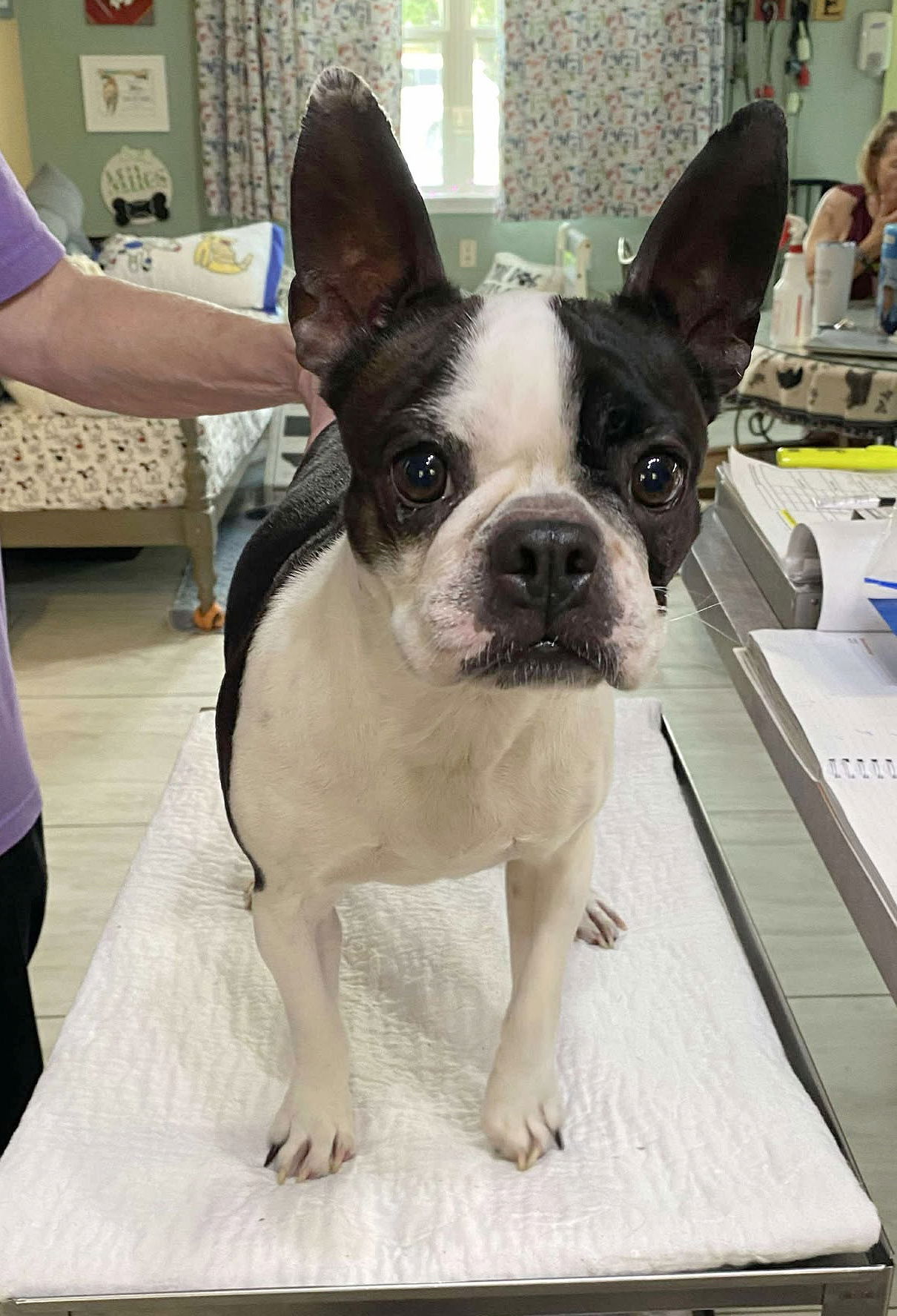 adoptable Dog in Benton, LA named Brinkley (NOT YET AVAILABLE)