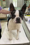 adoptable Dog in  named Brinkley (NOT YET AVAILABLE)