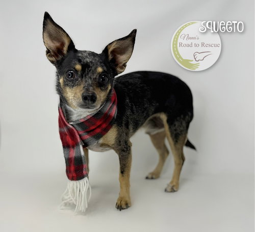 picture of the dog needing adoption