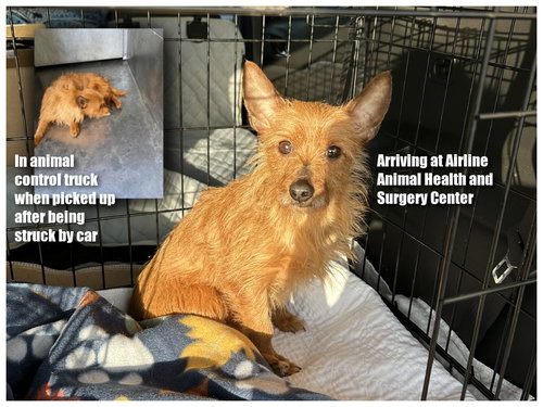 picture of the dog needing adoption
