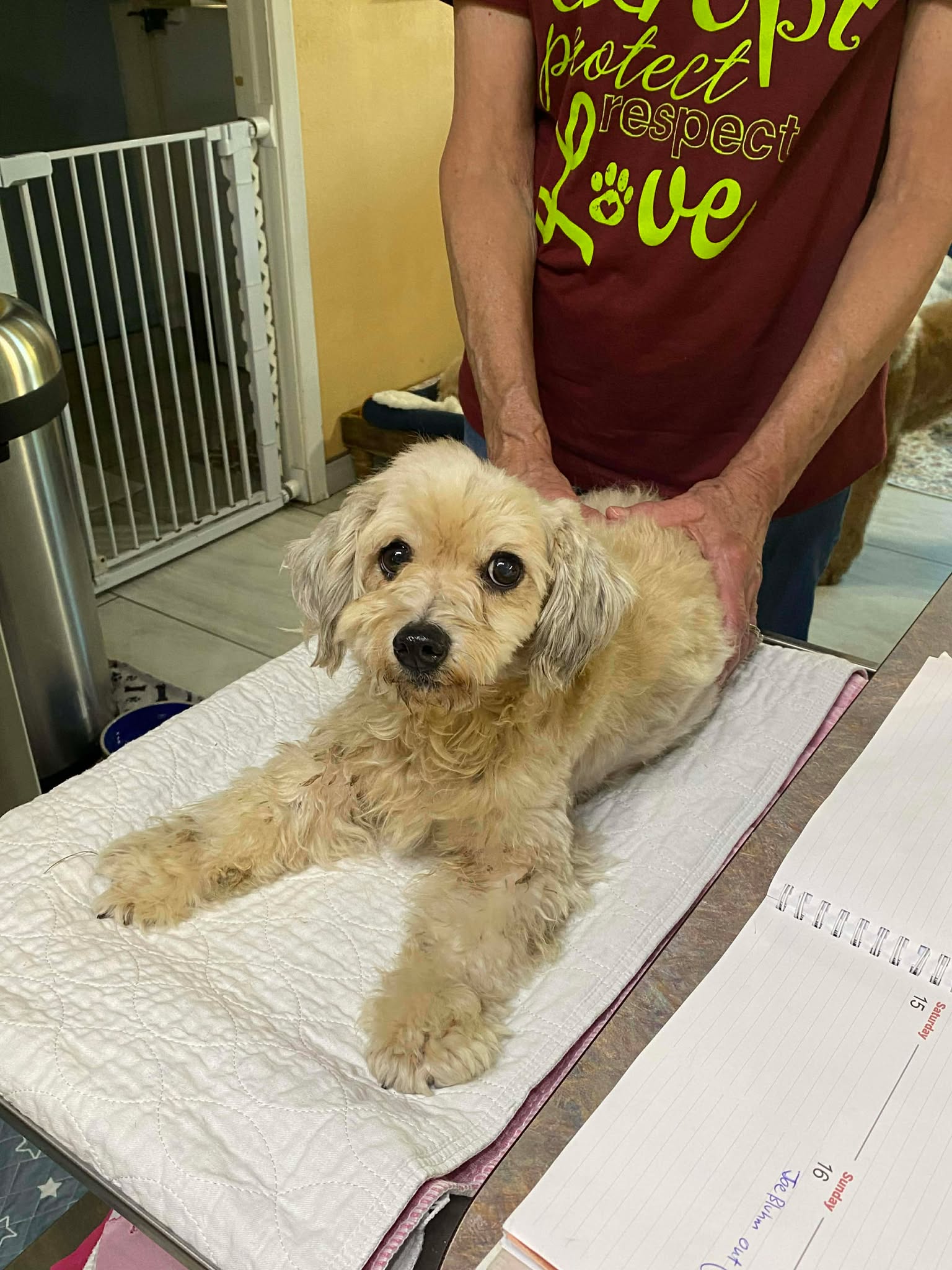 Pollywag (NOT AVAIL-CAME IN PREGNANT-NURSING PUPS)