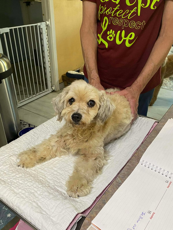 Pollywag (NOT AVAIL-CAME IN PREGNANT-NURSING PUPS)