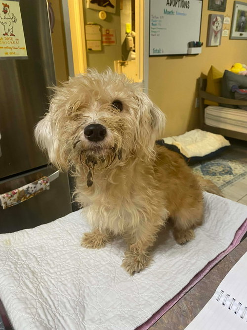 picture of the dog needing adoption
