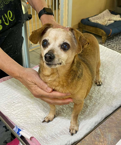 picture of the dog needing adoption