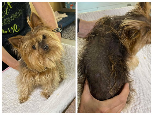 picture of the dog needing adoption