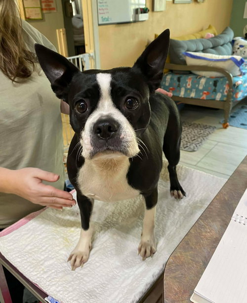 picture of the dog needing adoption