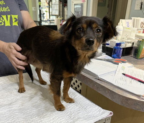 picture of the dog needing adoption