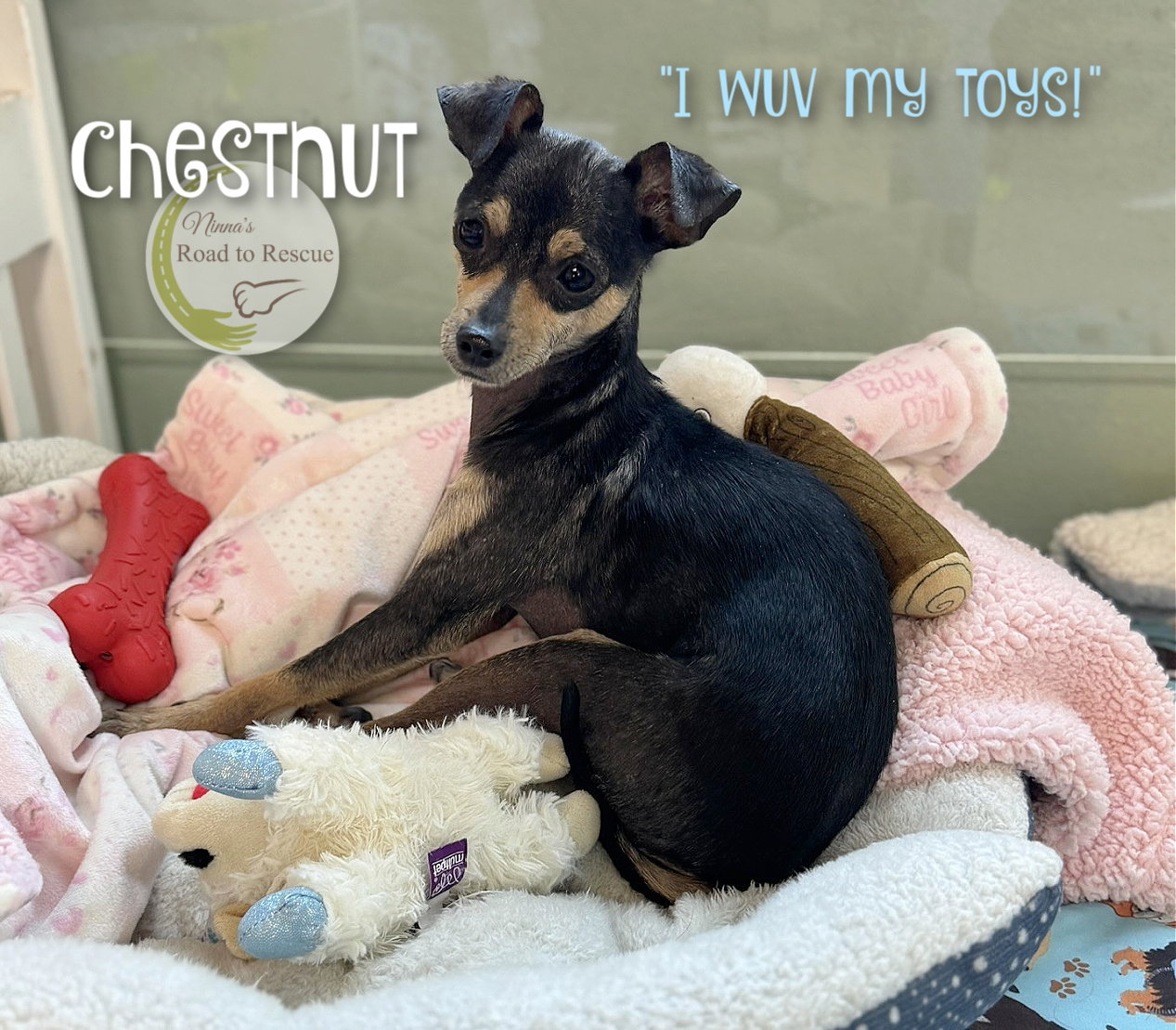 Chestnut