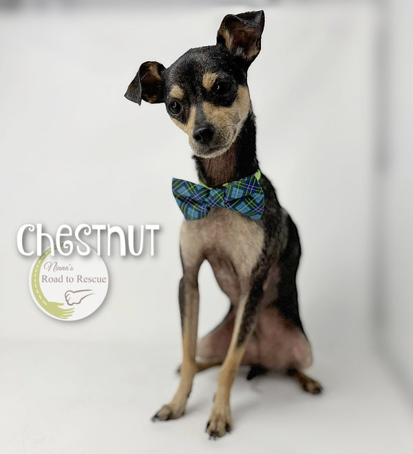 Chestnut