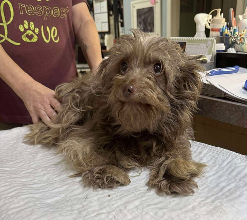 picture of the dog needing adoption