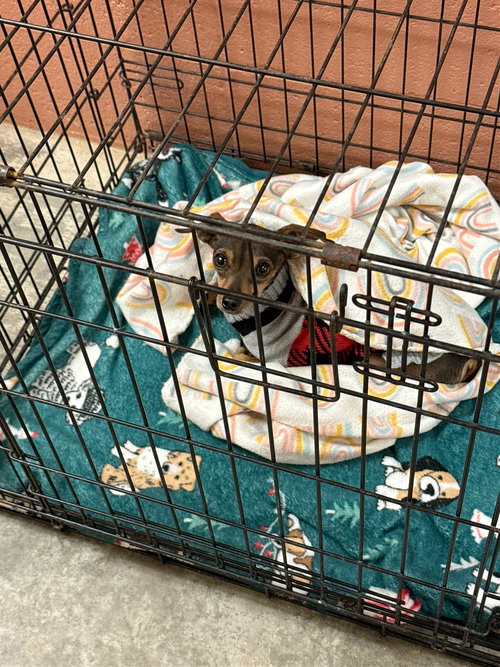 picture of the dog needing adoption