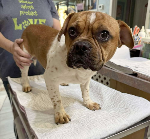 picture of the dog needing adoption