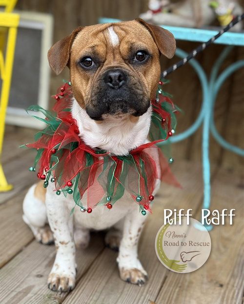 picture of the dog needing adoption