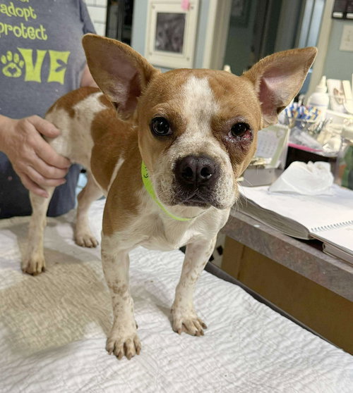 picture of the dog needing adoption