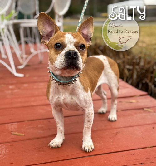 picture of the dog needing adoption