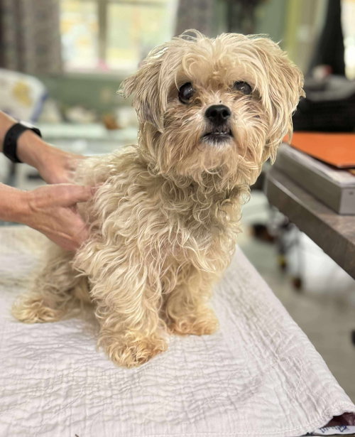 picture of the dog needing adoption