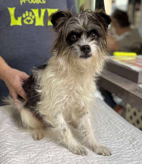 picture of the dog needing adoption