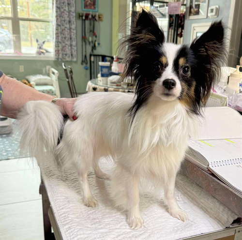 picture of the dog needing adoption