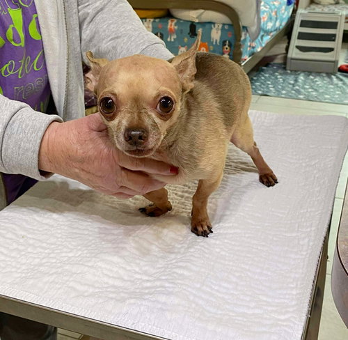 picture of the dog needing adoption