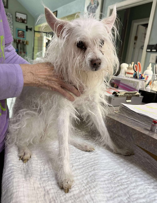 picture of the dog needing adoption