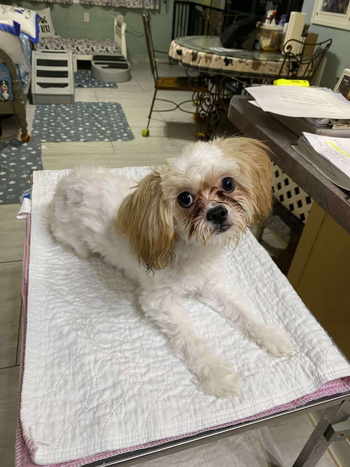 picture of the dog needing adoption