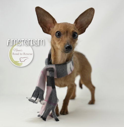 picture of the dog needing adoption