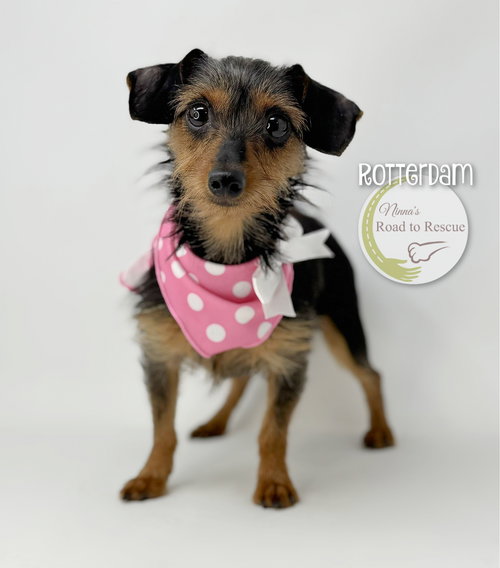 picture of the dog needing adoption