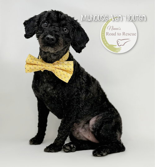 picture of the dog needing adoption
