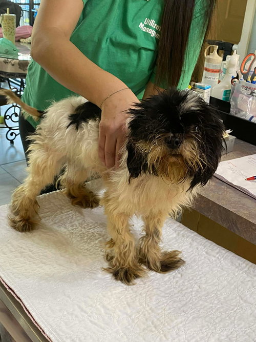 picture of the dog needing adoption