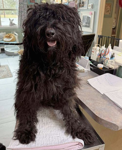 picture of the dog needing adoption