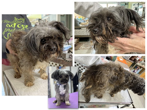 picture of the dog needing adoption