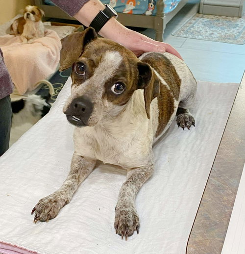 picture of the dog needing adoption
