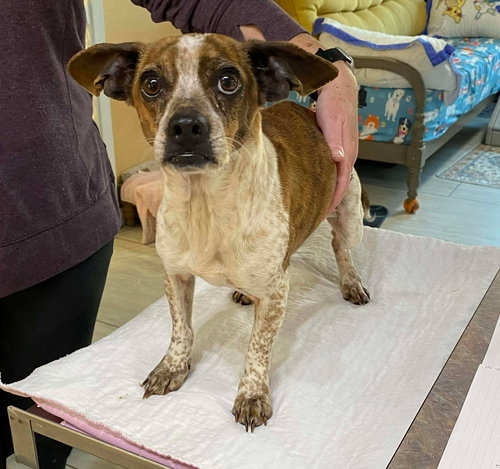 picture of the dog needing adoption