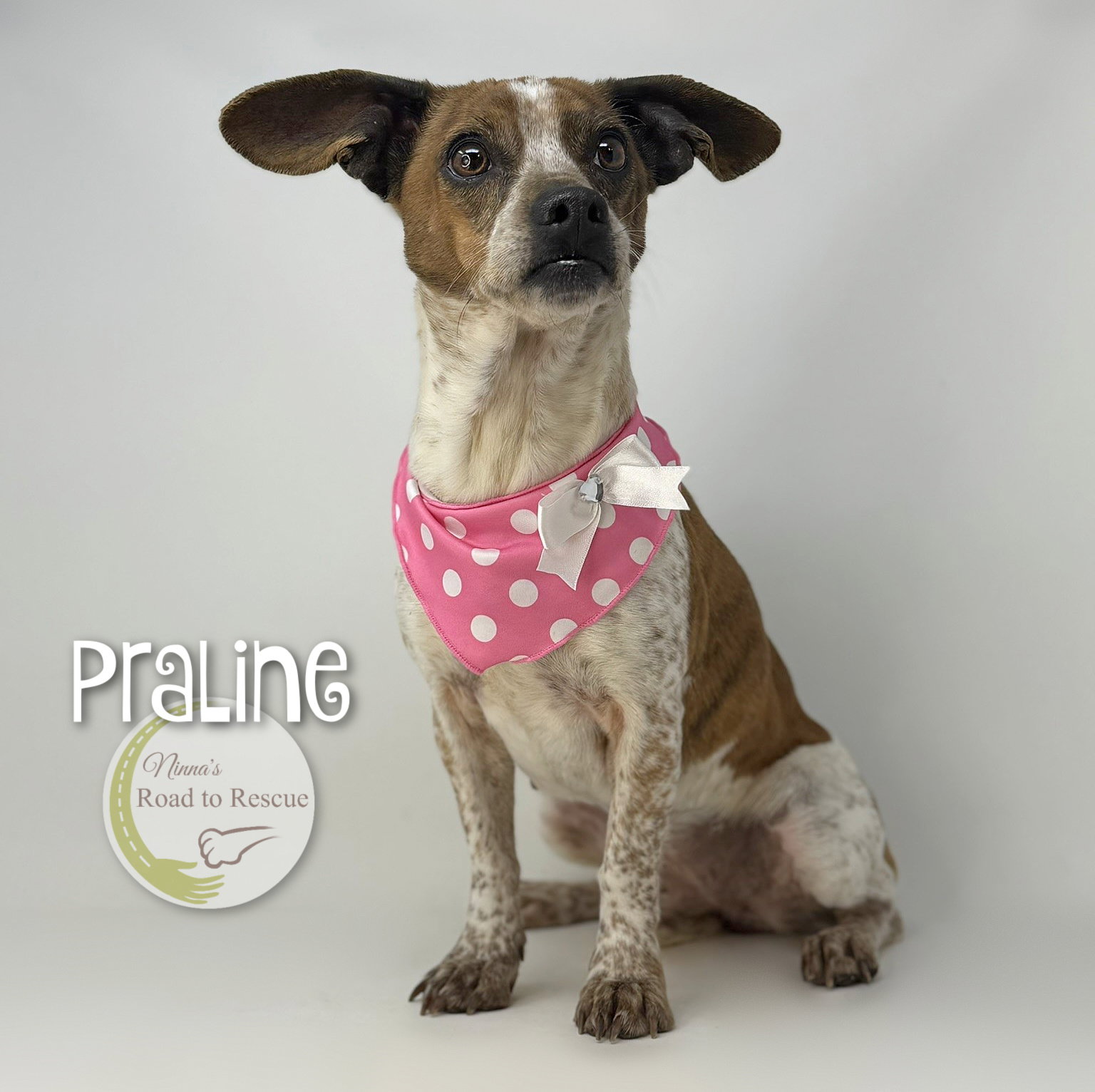 Praline Image