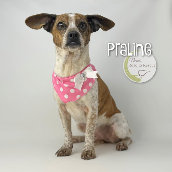 Praline