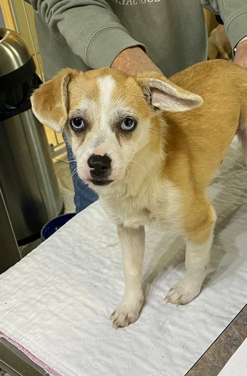 picture of the dog needing adoption