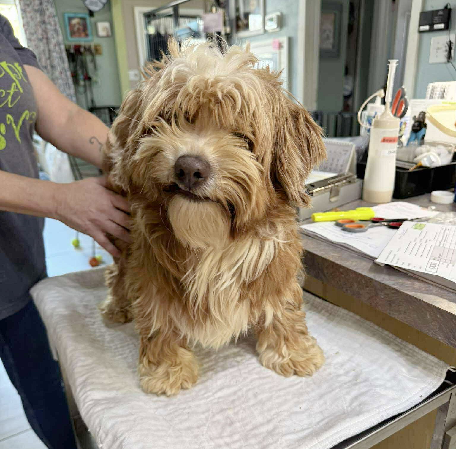 Crockett (NOT YET AVAILABLE) Image