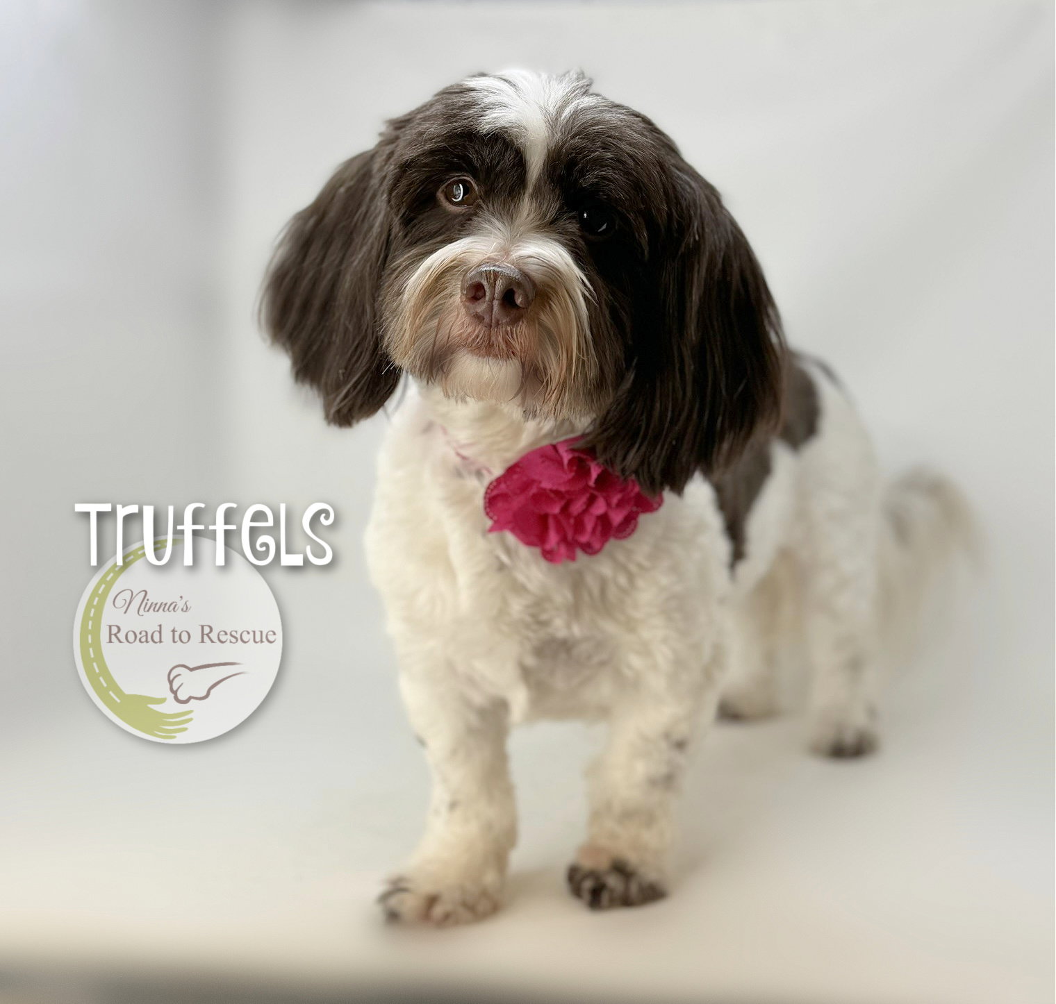 Truffels Image