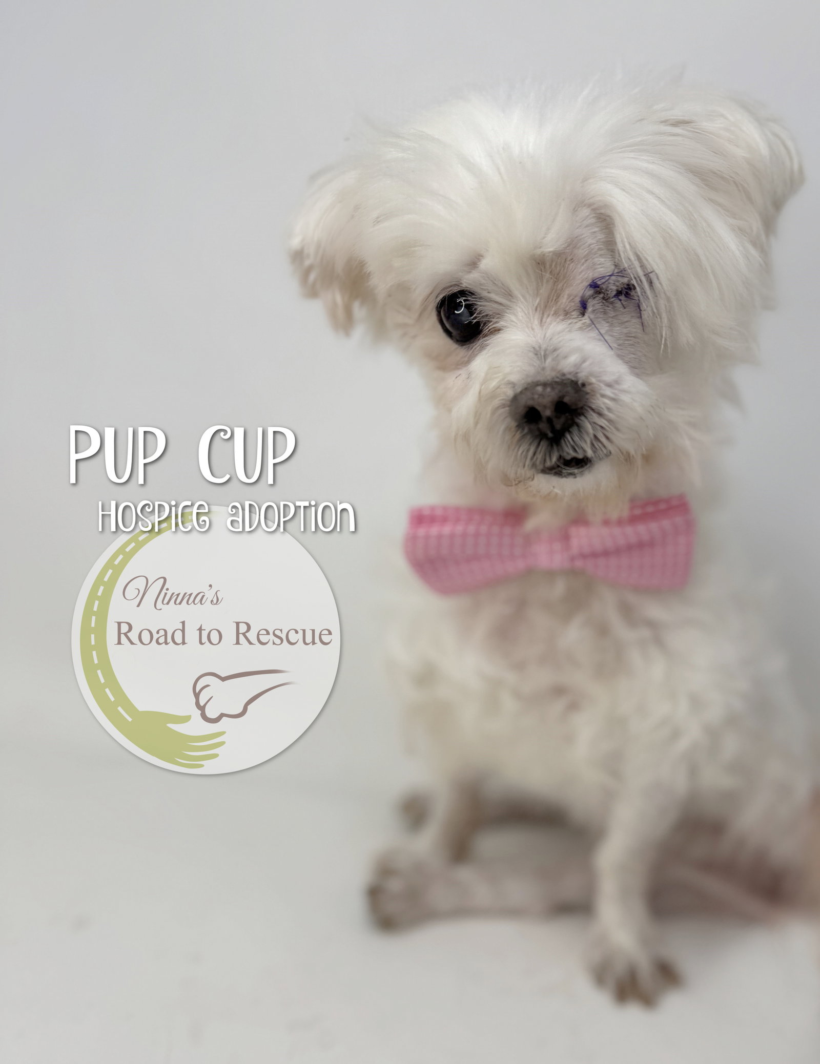 Pup Cup (ADOPTION FEE WAIVED)