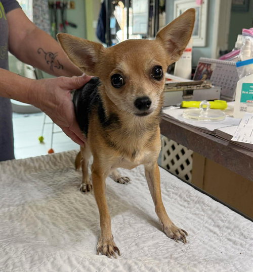 picture of the dog needing adoption