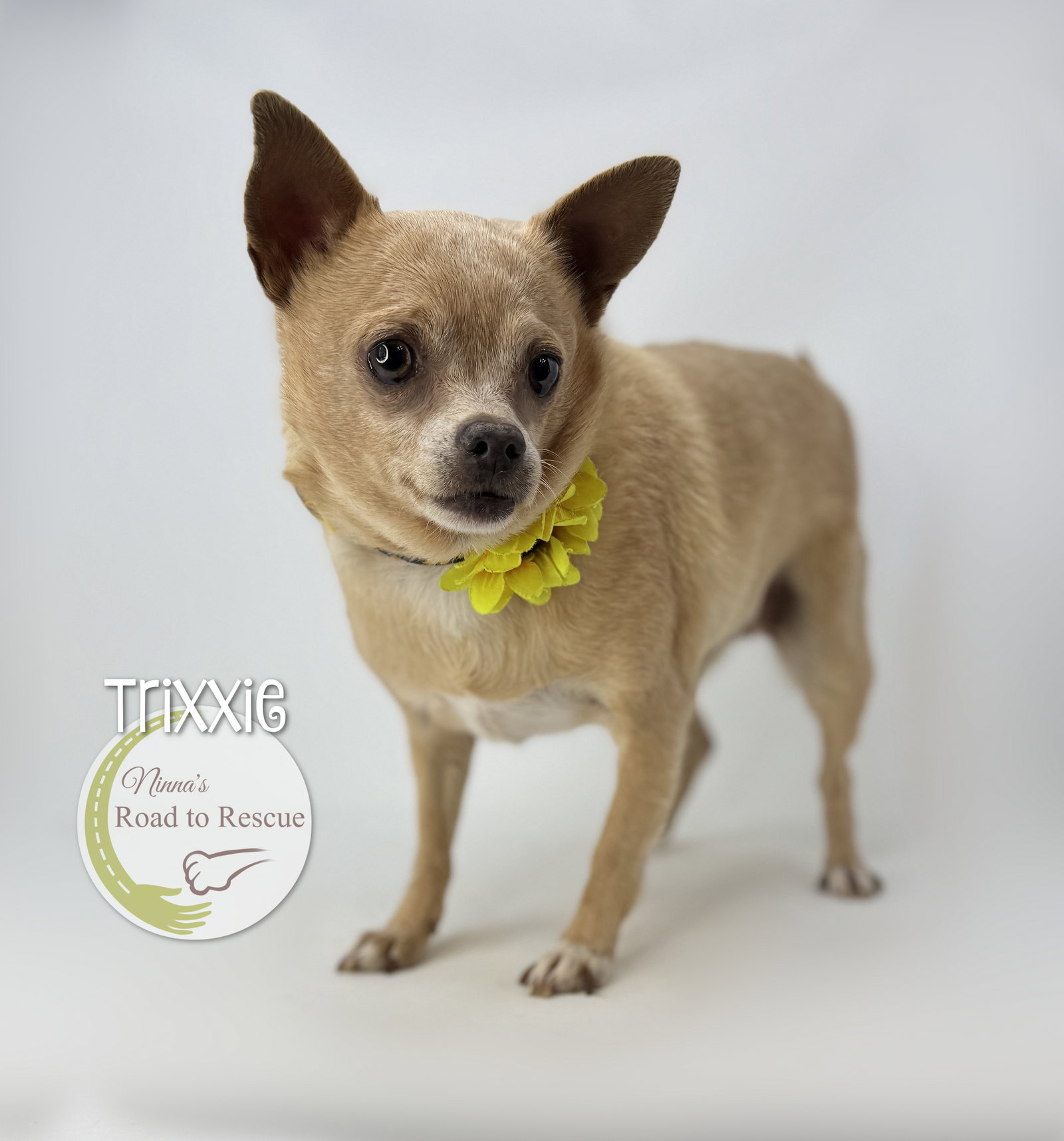 Trixxie