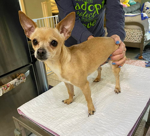 picture of the dog needing adoption