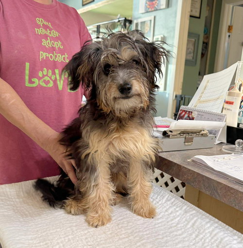 picture of the dog needing adoption
