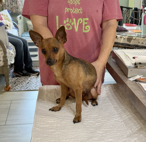 picture of the dog needing adoption