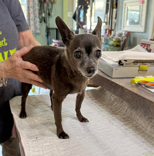 picture of the dog needing adoption