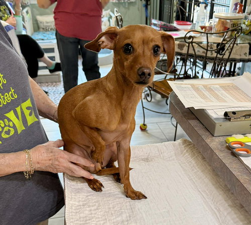 picture of the dog needing adoption