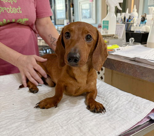 picture of the dog needing adoption