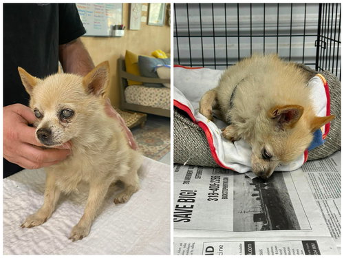 picture of the dog needing adoption