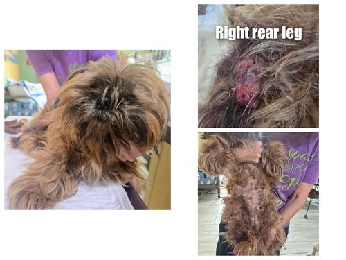picture of the dog needing adoption