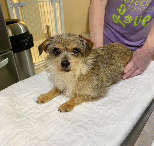 picture of the dog needing adoption